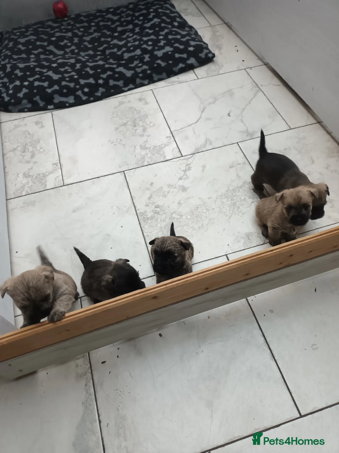 Cairn Terrier dogs for sale: Cairn Terrier Puppies in High Peak - Advert 2