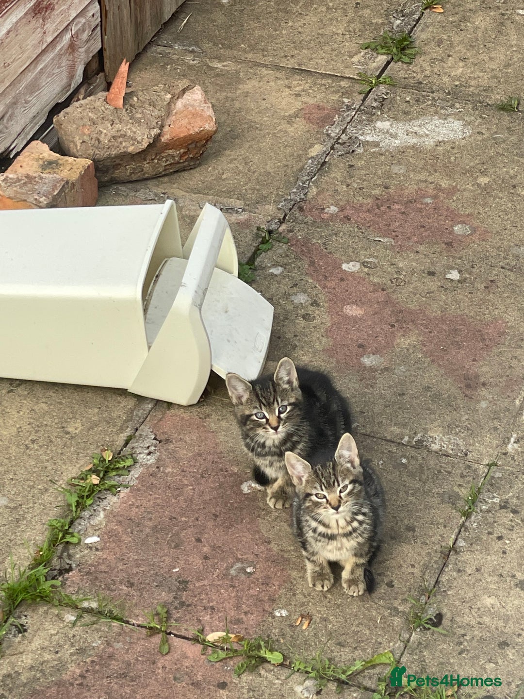 Domestic Shorthair cats for sale: Cheap Kittens for sale - Image 7