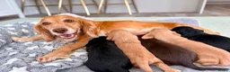 Cocker Spaniel dogs for sale: KC Register Cocker Spaniel Puppies for Sale - Advert 8