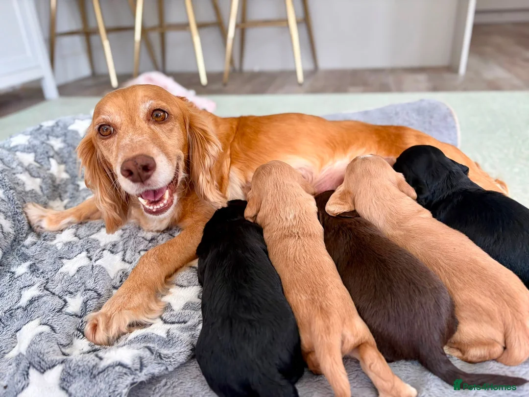 Cocker Spaniel dogs for sale: KC Register Cocker Spaniel Puppies for Sale - Advert 8