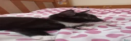 Mixed Breed cats for sale: Beautiful kittens for sale  - Advert 13