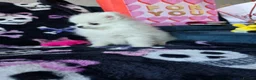 Pomeranian dogs for sale: KC Tiny Fully vaccinated gorgeous White Pomeranian - Advert 11