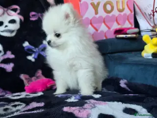 Pomeranian dogs Tiny Gorgeous KC White Pomeranians - Advert 13