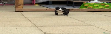 Mixed Breed 2