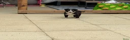 Mixed Breed dogs for sale: Collie bull greyhound  - Advert 5