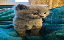 British Shorthair cats for sale: 4 beautiful lilac and blue kittens. - Advert 11