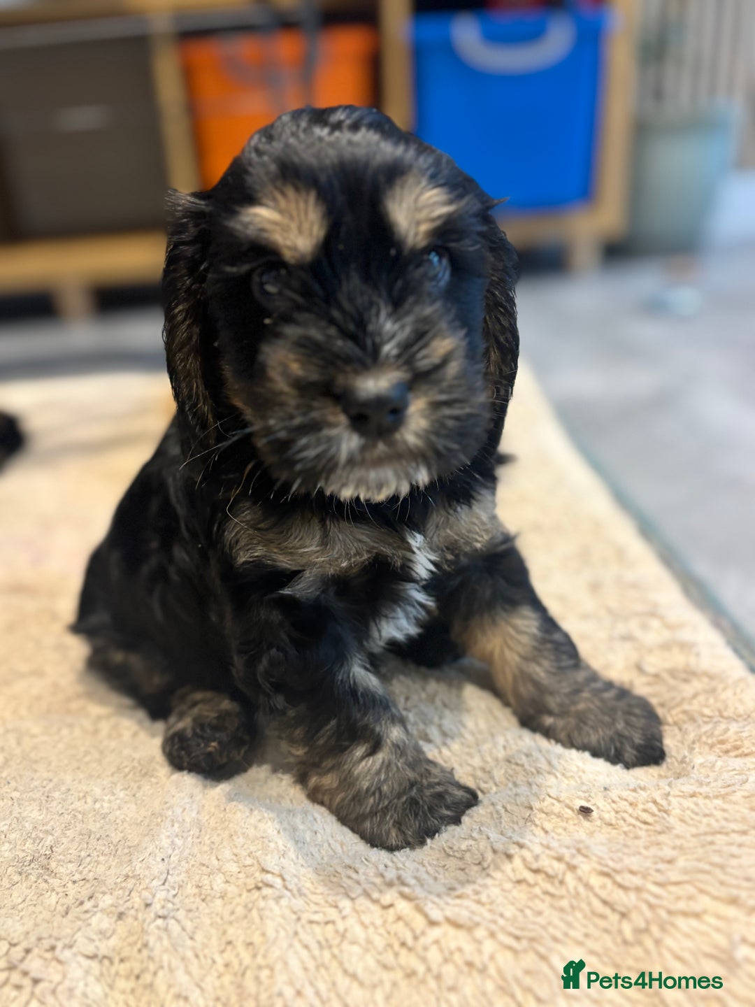 Cockapoo dogs for sale: Beautiful, Rare Cockapoo Puppies – Ready 17th Nov - Advert 30