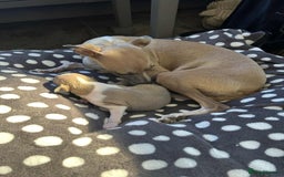 Italian Greyhound dogs for sale: italian greyhound puppies for sale - Image 13