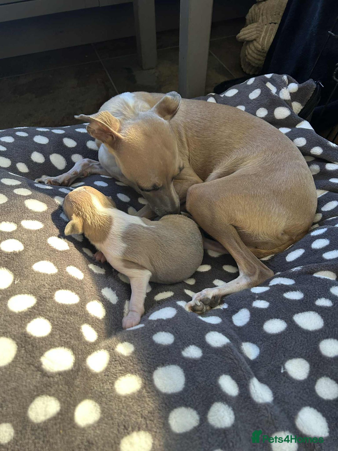 Italian Greyhound dogs for sale: italian greyhound puppies for sale - Image 13