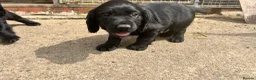 Cocker Spaniel dogs for sale: Working cocker spaniel  - Advert 8