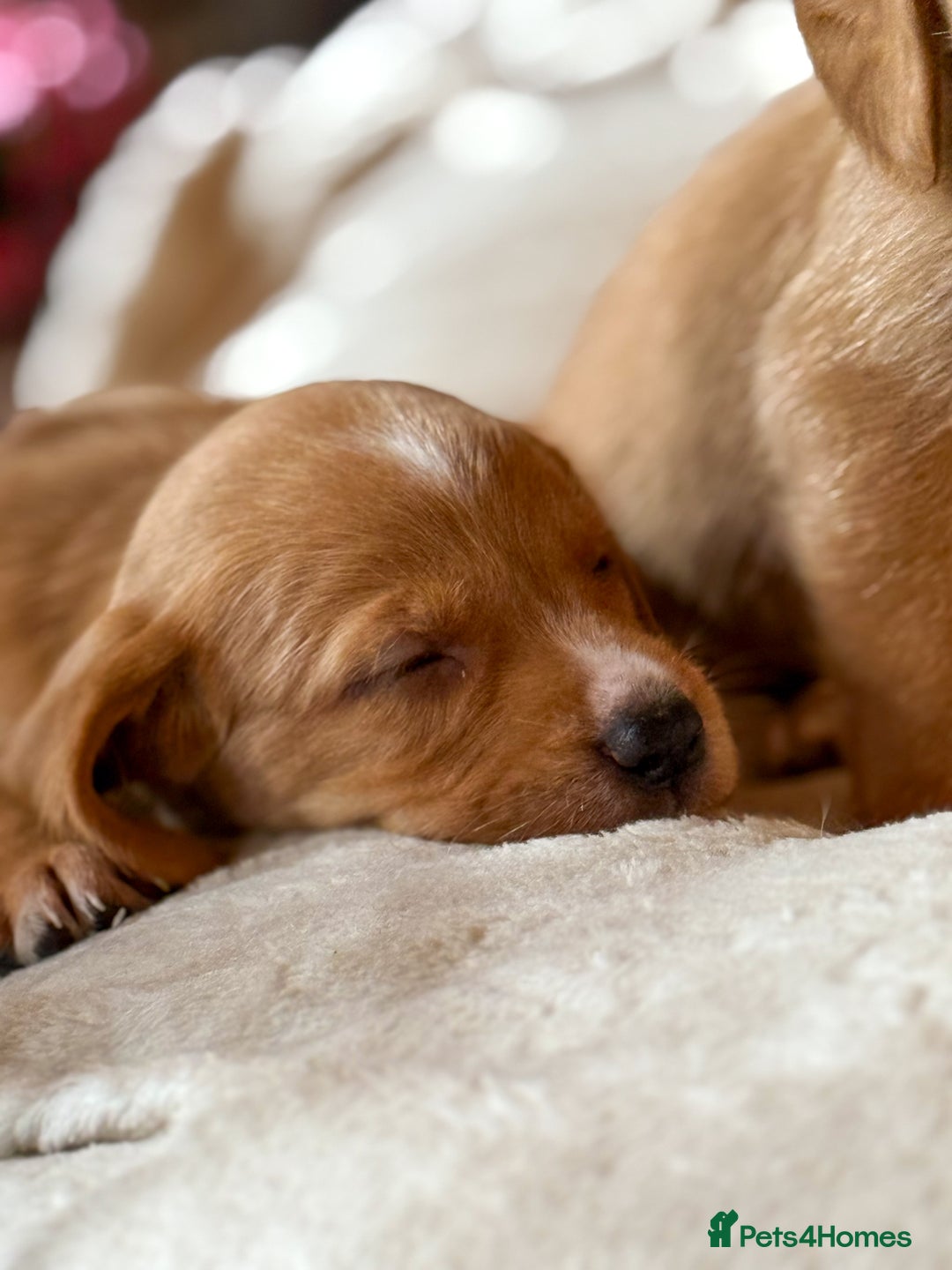 Cockerdor dogs for sale: Beautiful Deep Dark Red Cockerdors Cockadors - Image 6