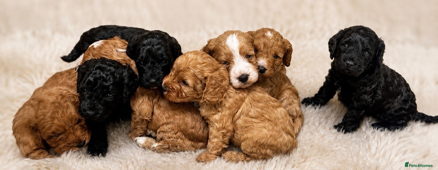 Cockapoo dogs Health Tested , KC Parents – F1 Cockapoos - Advert 2