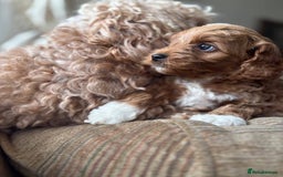 Cockapoo dogs for sale: Very unique Asian Toy Cockerpoos - Image 16