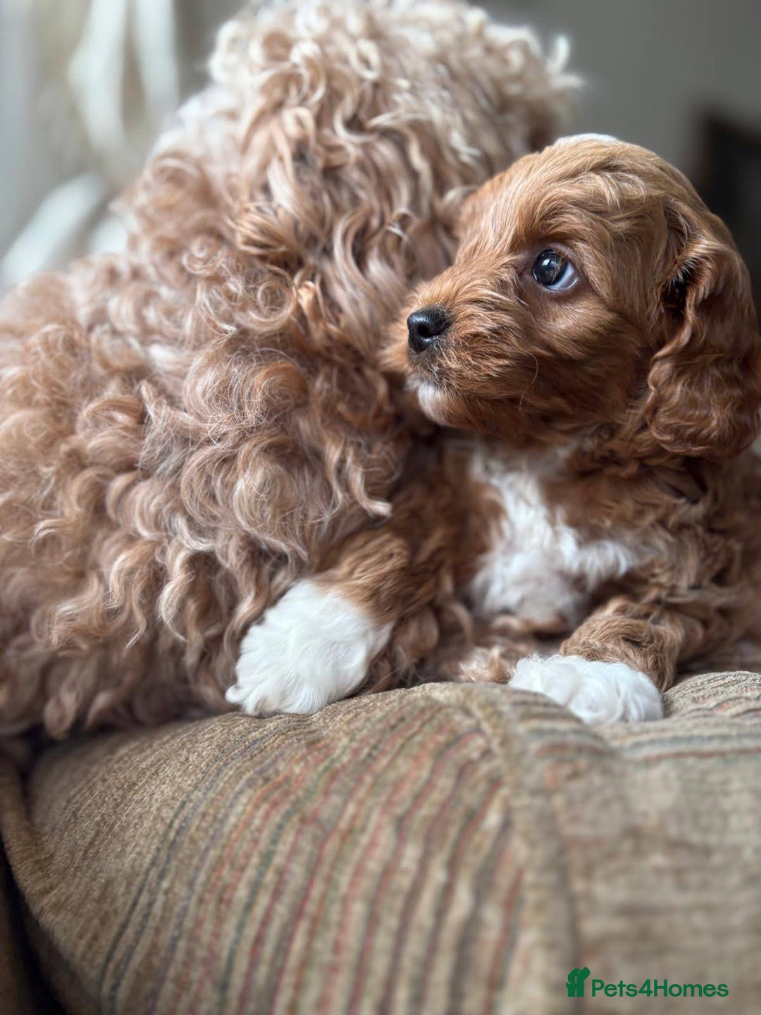 Cockapoo dogs for sale: Very unique Asian Toy Cockerpoos - Image 16