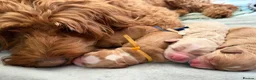 Goldendoodle dogs for sale: WAITING LIST OPEN - AUSSIE DOODLES  - Advert 13