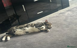 British Shorthair cats for sale: Free Lovely male boy cat looking for good home  - Image 3