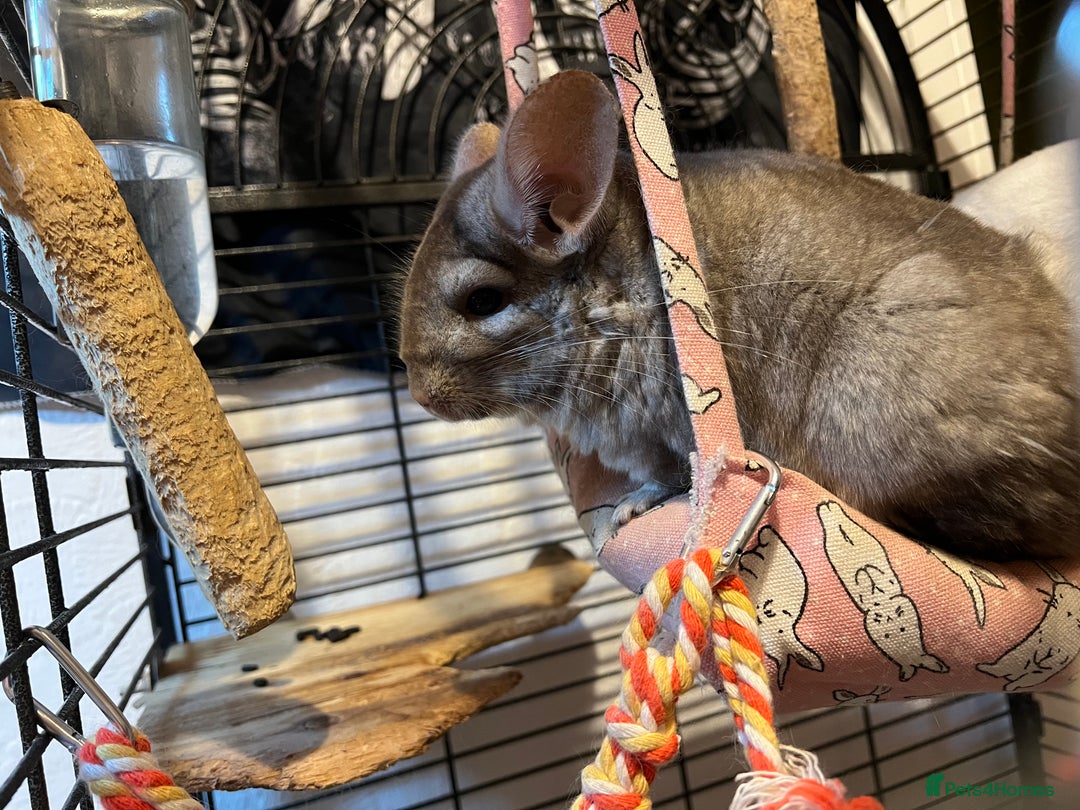 Chinchilla rodents for sale: Chinchillas for sale - Image 11