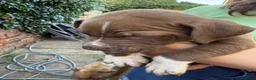 Mixed Breed dogs for sale: Bully manya pupy  - Advert 6