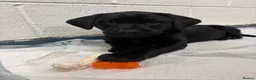 Labrador Retriever dogs for sale: Beautiful Black Labrador Puppies for Sale - Advert 8