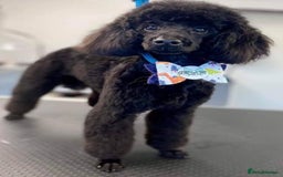 Cavapoo dogs for sale: TOY CAVAPOO DNA TESTED PARENTS AND GRANDPARENTS  - Image 23