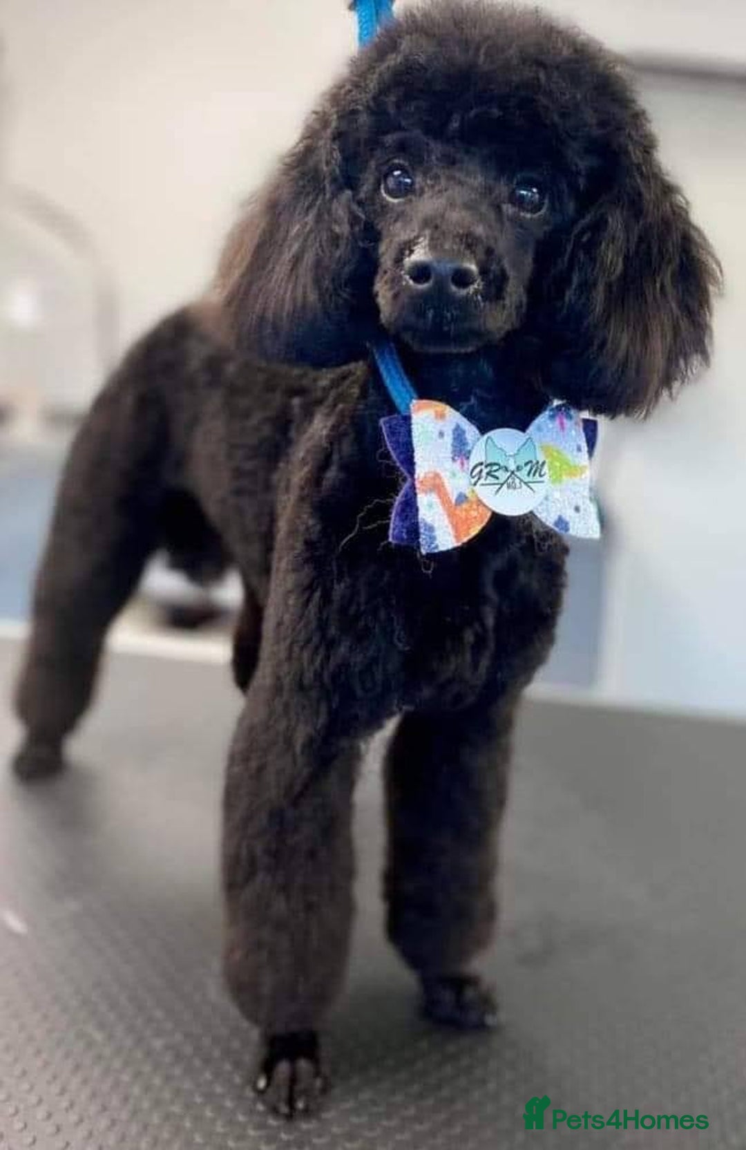 Cavapoo dogs for sale: TOY CAVAPOO DNA TESTED PARENTS AND GRANDPARENTS  - Image 23