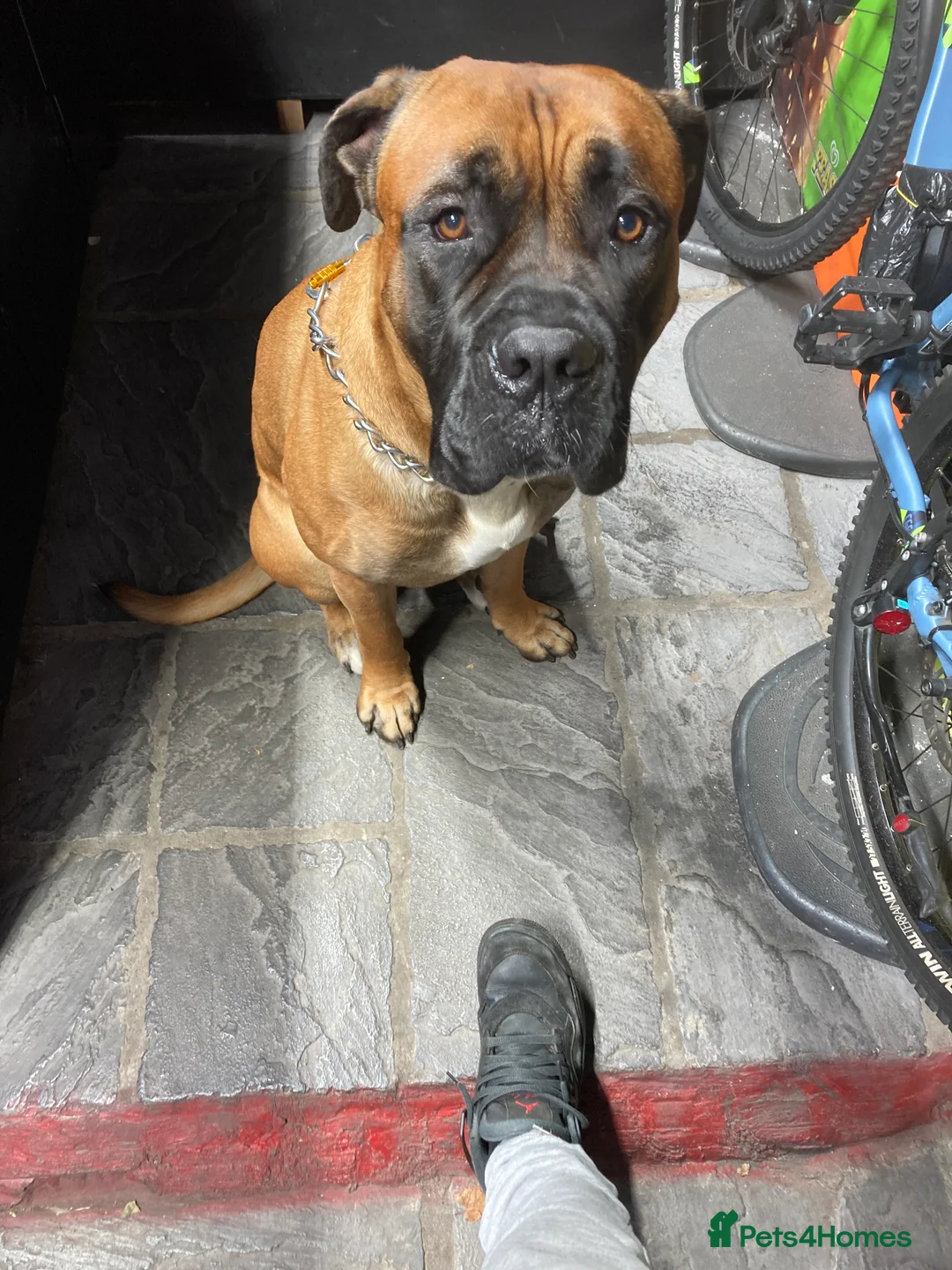 Cane Corso dogs for stud: M cane corso available for stud in London - Advert 12