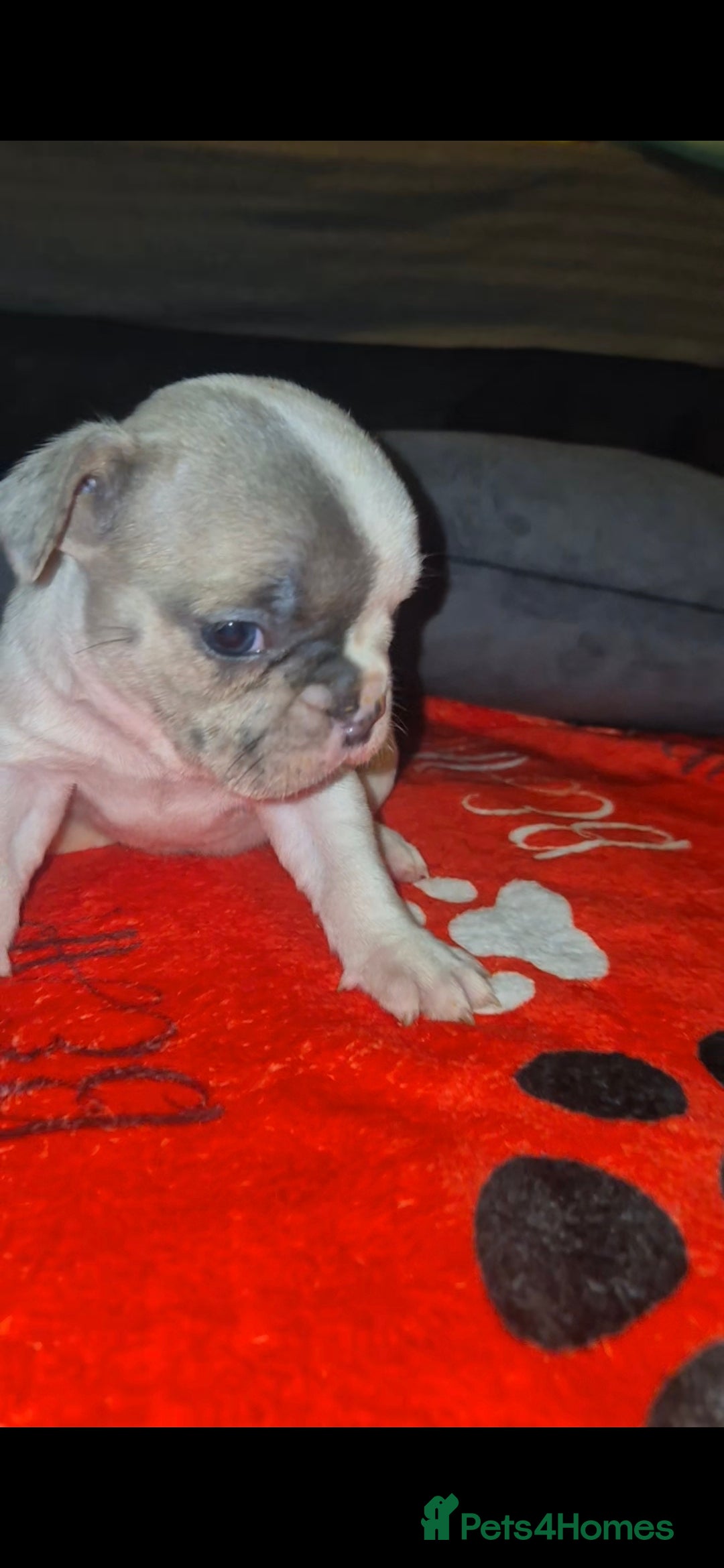 French Bulldog dogs for sale: DWKC beautiful French bulldogs prices negotiable - Advert 12
