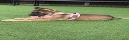 German Shepherd dogs for sale: 5Star⭐️Original Straight-Back German Shepherds  - Advert 4