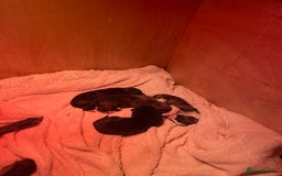 Lurcher dogs for sale: lurcher pups - Advert 18