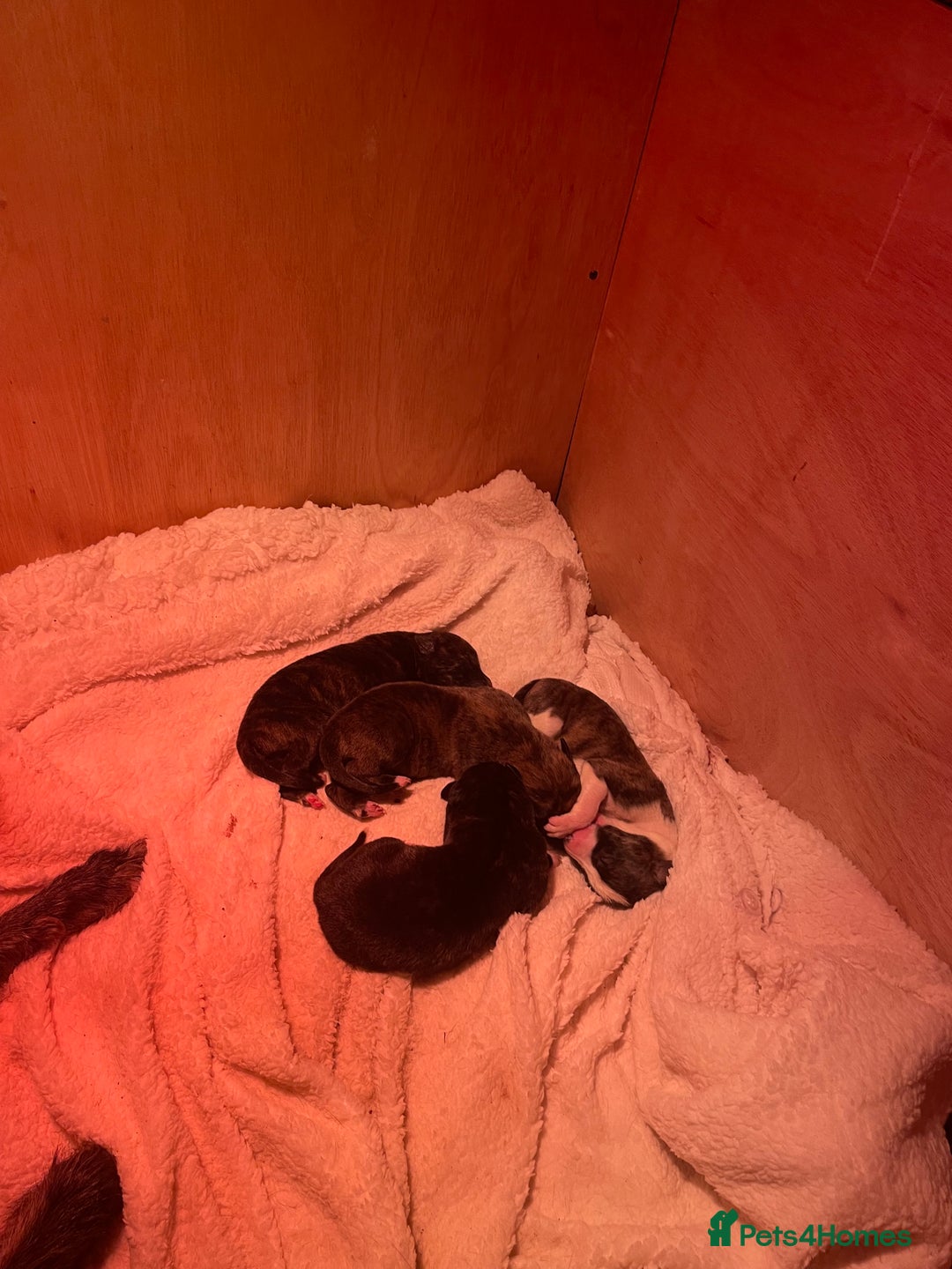 Lurcher dogs for sale: lurcher pups - Advert 18