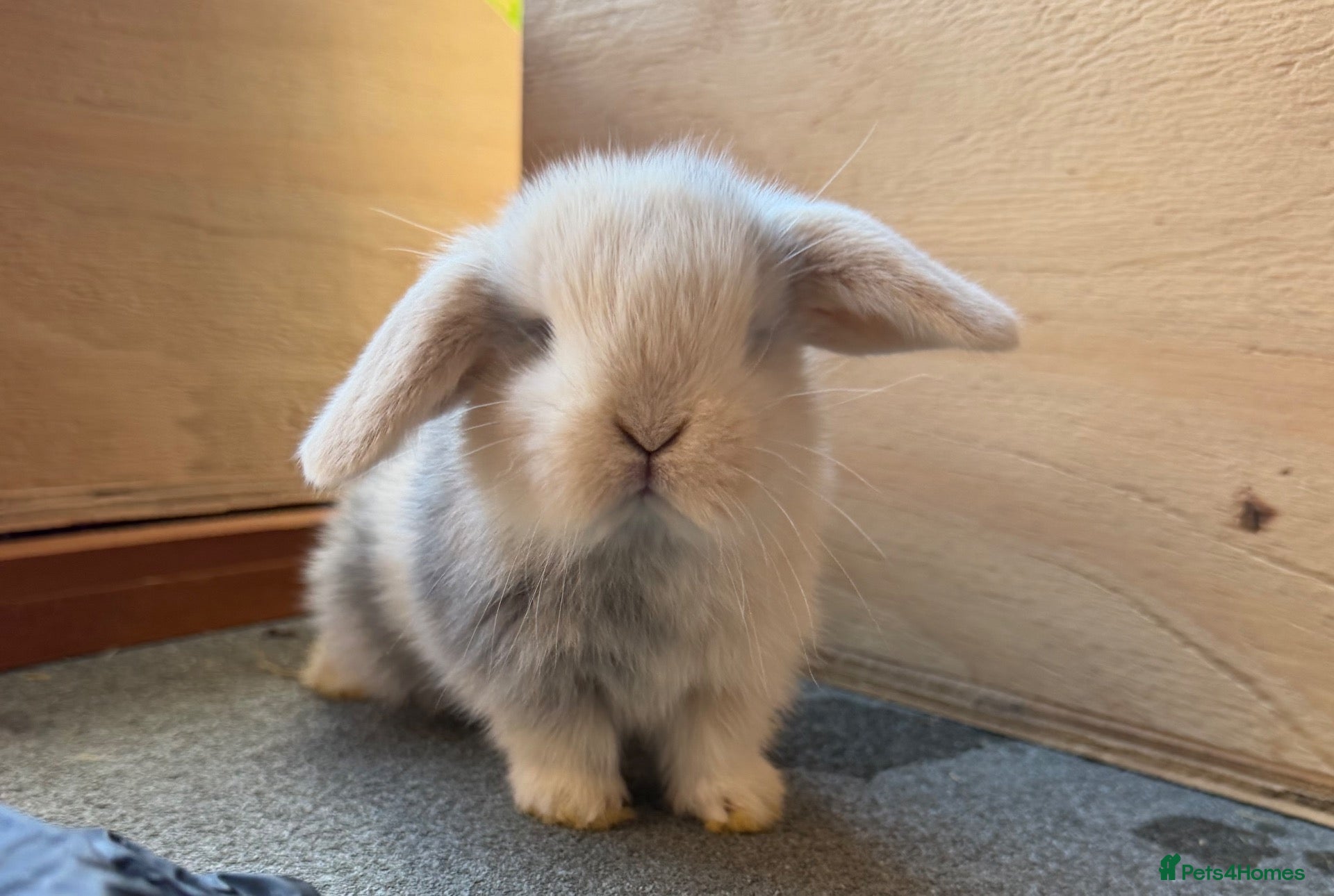 Mini Lop rabbits Beautiful Mini Lops  - Advert 1