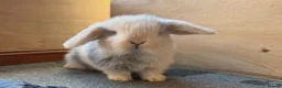 Mini Lop rabbits for sale: Beautiful Mini Lops  - Advert 1