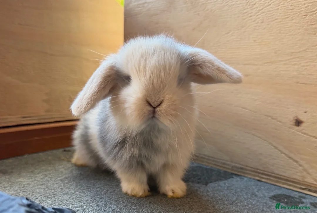 Mini Lop rabbits for sale: Beautiful Mini Lops  - Advert 1