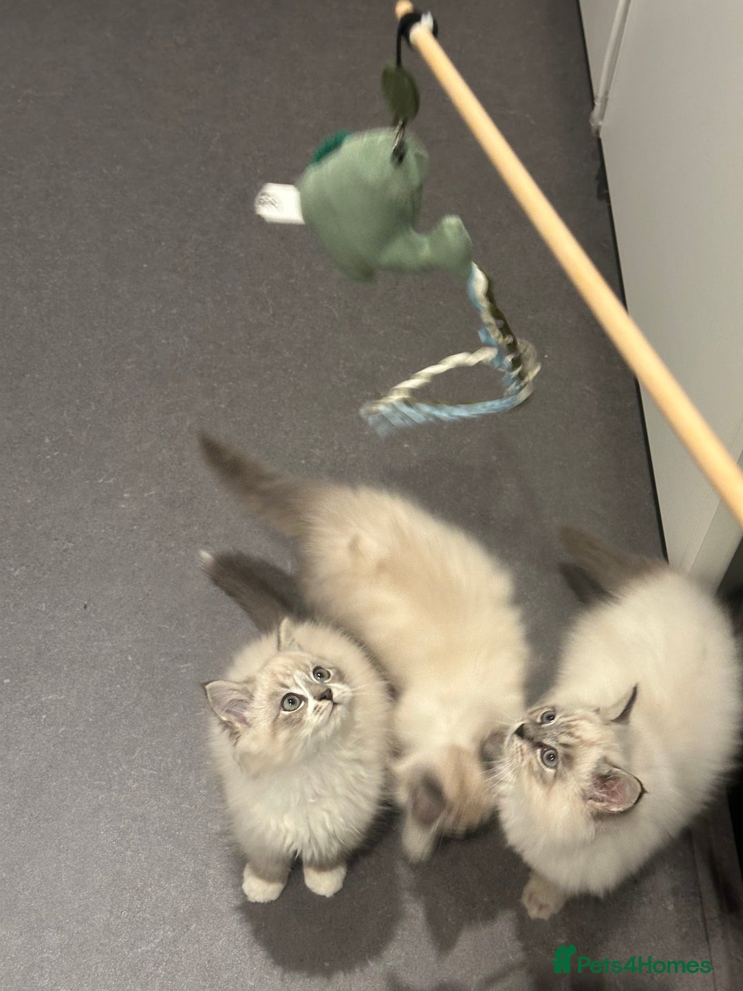 Siberian cats for sale: Blue eyed Adorable Siberian Neva masquerade  - Advert 2