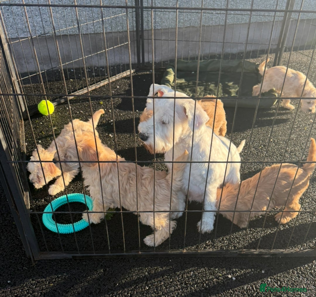 Mixed Breed dogs for sale: Toy/Mini Schnoodle Puppies  - Advert 5