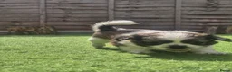 Shih Tzu dogs for sale: Shih-tzu pups  - Advert 4