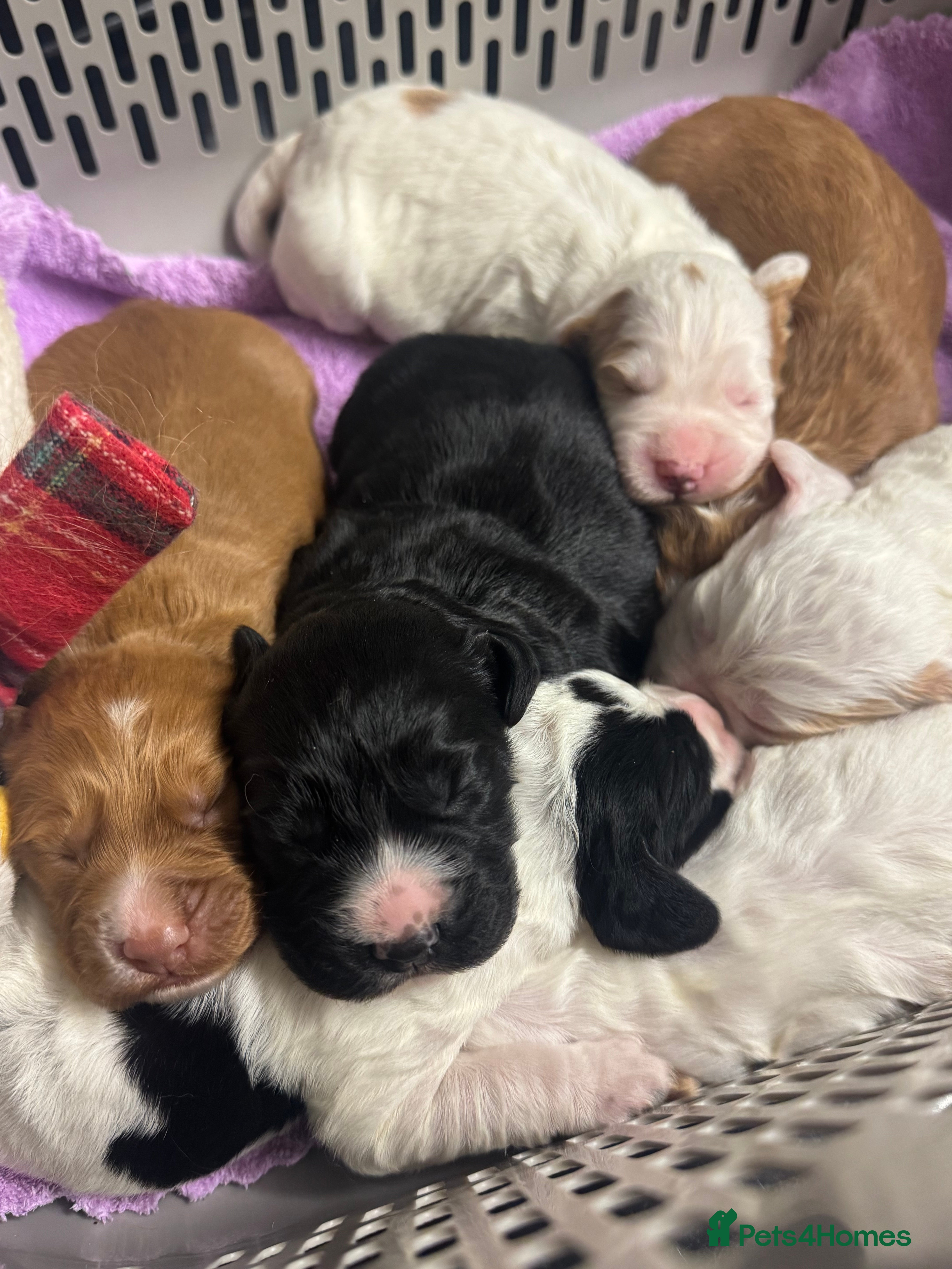 Cocker Spaniel dogs KC Reg, Hereditary Clear. Cocker Spaniel BOYS. - Advert 4