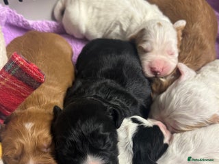 Cocker Spaniel dogs KC Reg, Hereditary Clear. Cocker Spaniel BOYS. - Advert 1