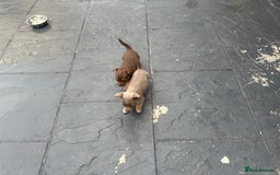 Jack Russell dogs for sale: 🐾 Adorable Jack Russell Puppies for Sale! 🐾 - Image 15