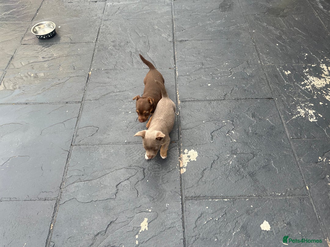 Jack Russell dogs for sale: 🐾 Adorable Jack Russell Puppies for Sale! 🐾 - Image 15