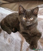 Mixed Breed cats - Advert 12