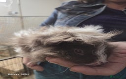 Guinea Pig rodents for sale: Lunkarya Guinea Pig Babies - Image 13