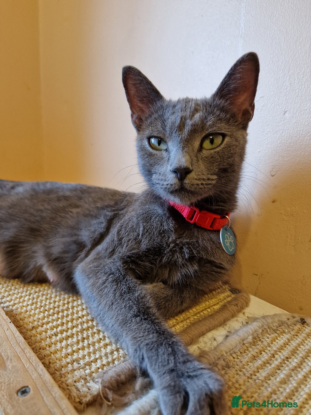 Russian Blue cats for sale: Pure Russian Blue Kittens for sale - 2 Boys 1 Girl - Image 10