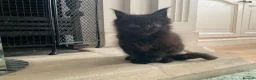 Maine Coon cats for sale: Maine Coon Kittens 2 males  - Advert 10