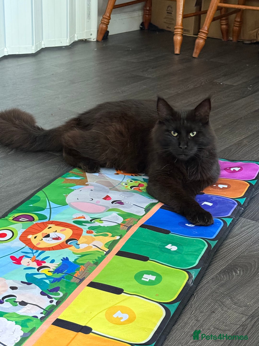 Maine Coon cats for sale: MaineCoon Female Kitten 🩷 - Image 12