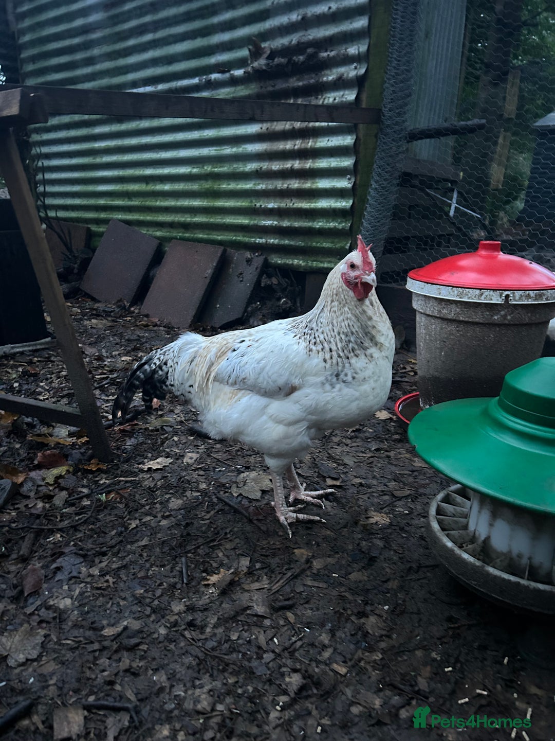 Chickens poultry for sale: Two handsome cockerels looking for a good home - Advert 5