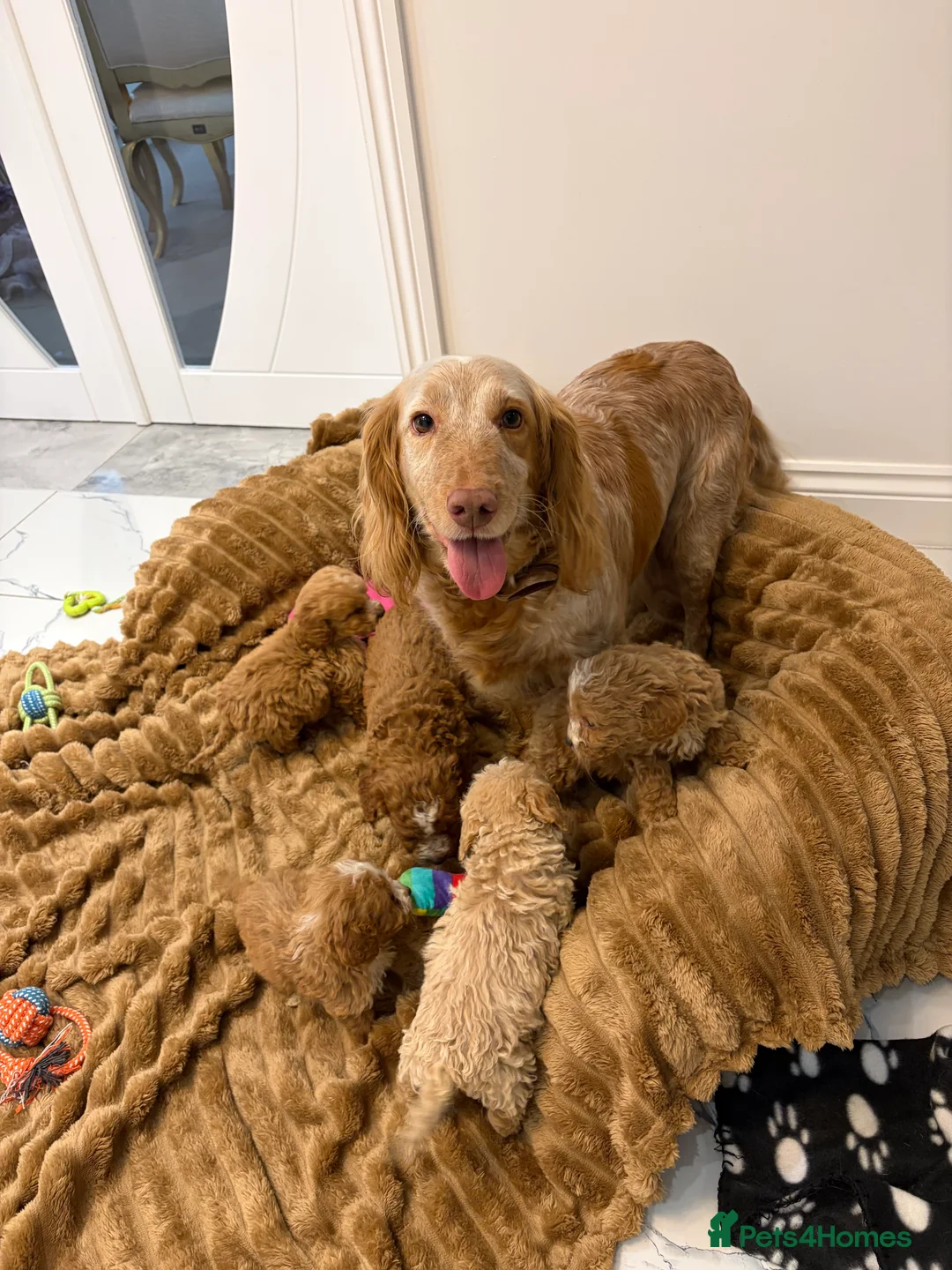 Cockapoo dogs for sale: 🐾STUNNING COCKERPOOS F1 REGISTERED BREEDER🐾 - Advert 2