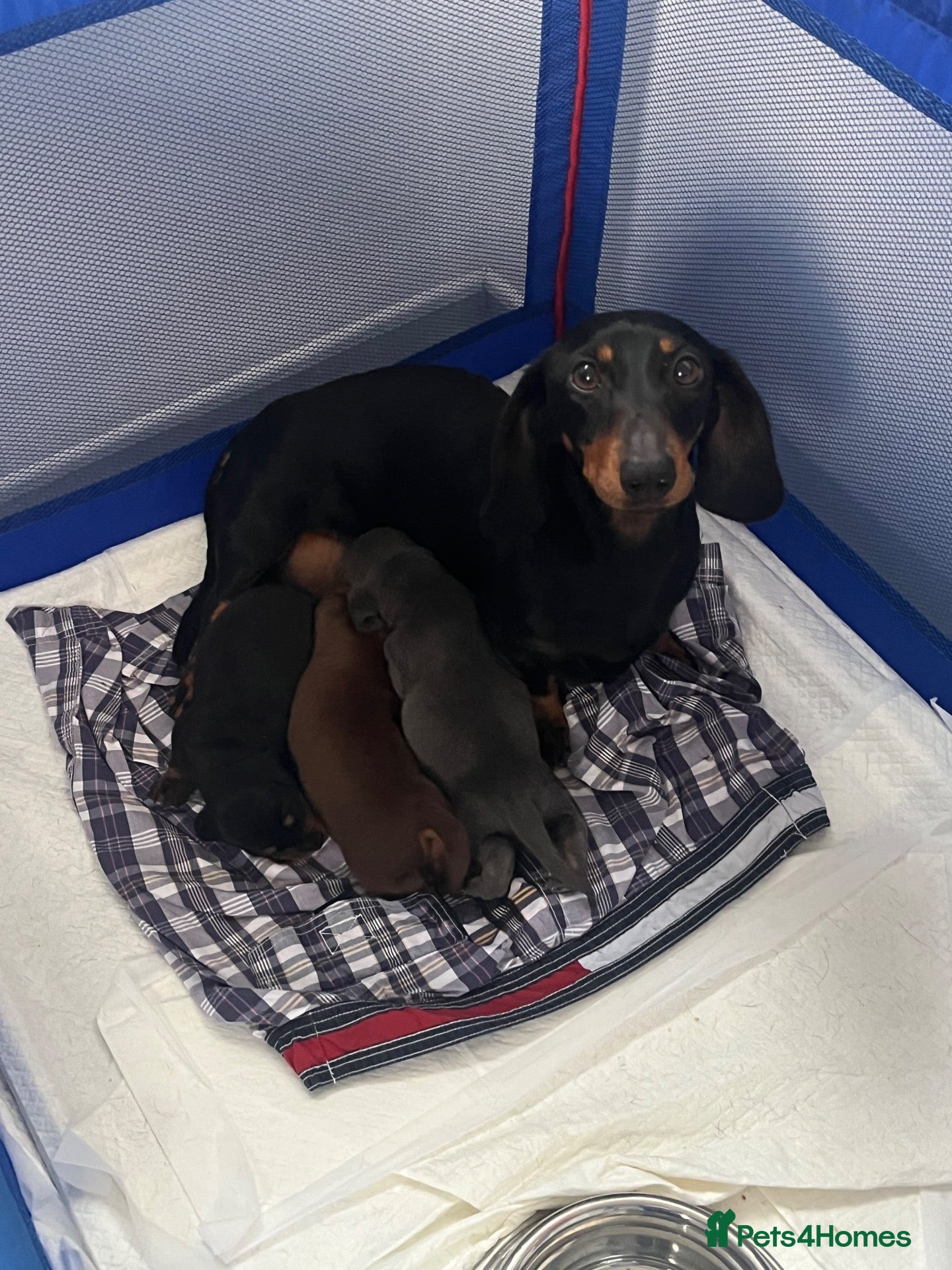 Miniature Dachshund dogs Mini dachshund puppies.❤️ Health tested parents. - Advert 1