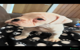 Boxer dogs for sale: Bobtail Boy from Health Tested Parents  - Image 4