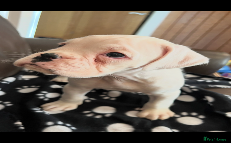 Boxer dogs - Advert 1
